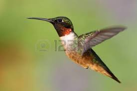Colibri